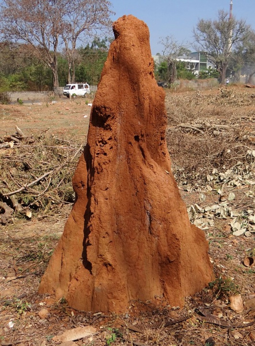 Termite mound gas factory.