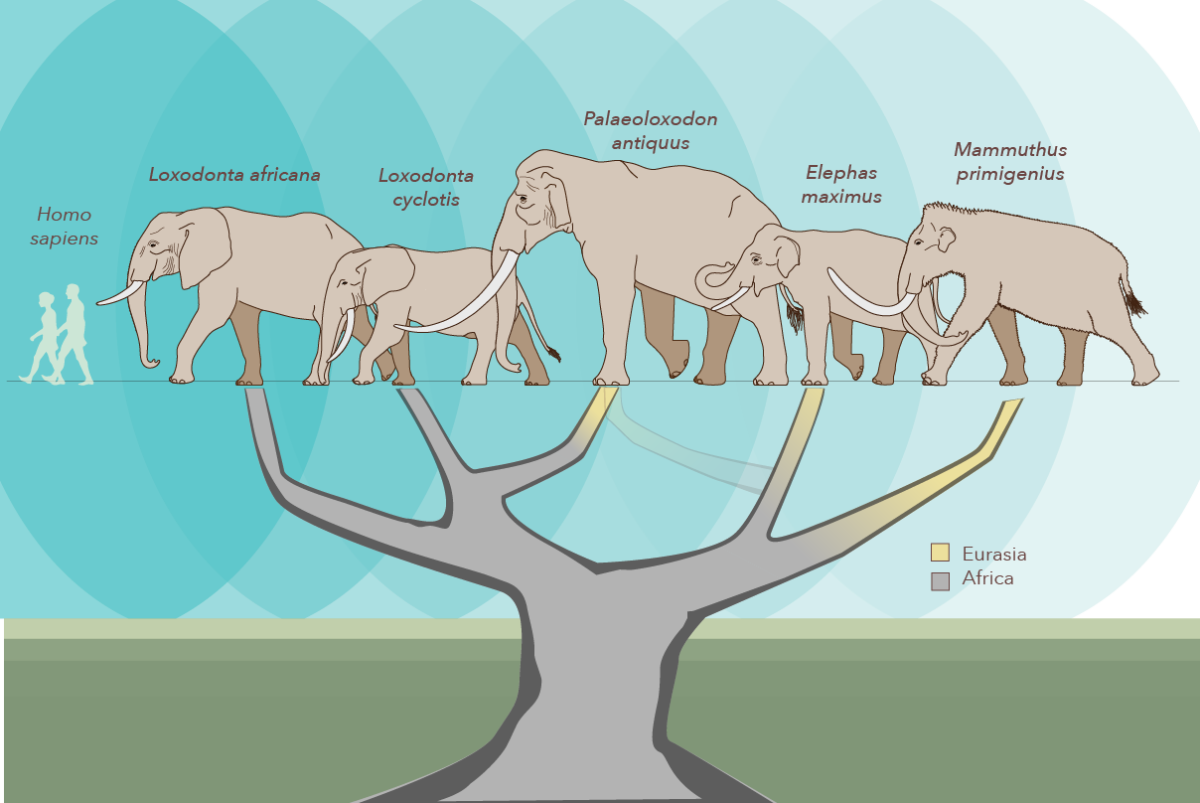 All About the African Forest Elephant - HubPages