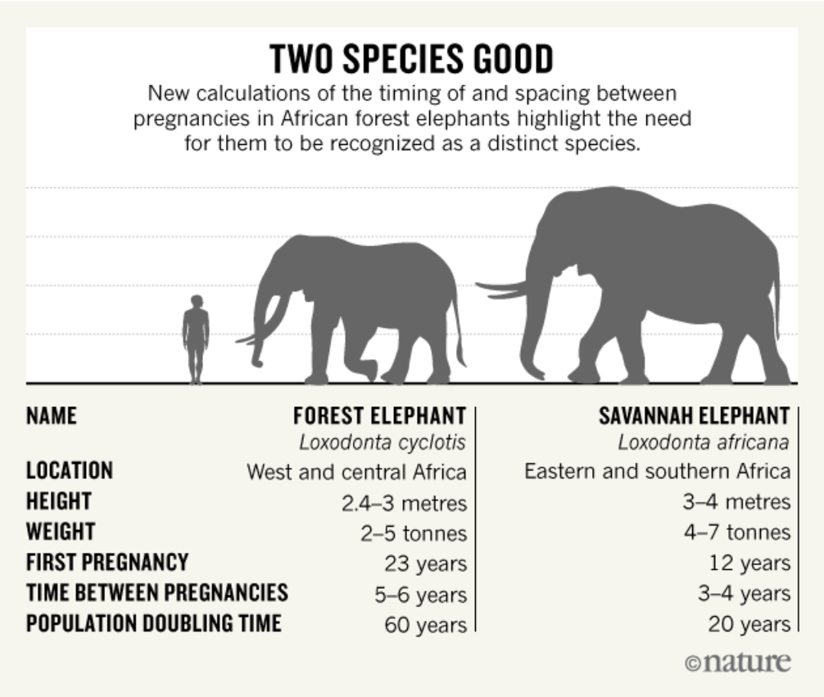 Differences between the forest elephant and bush elephant