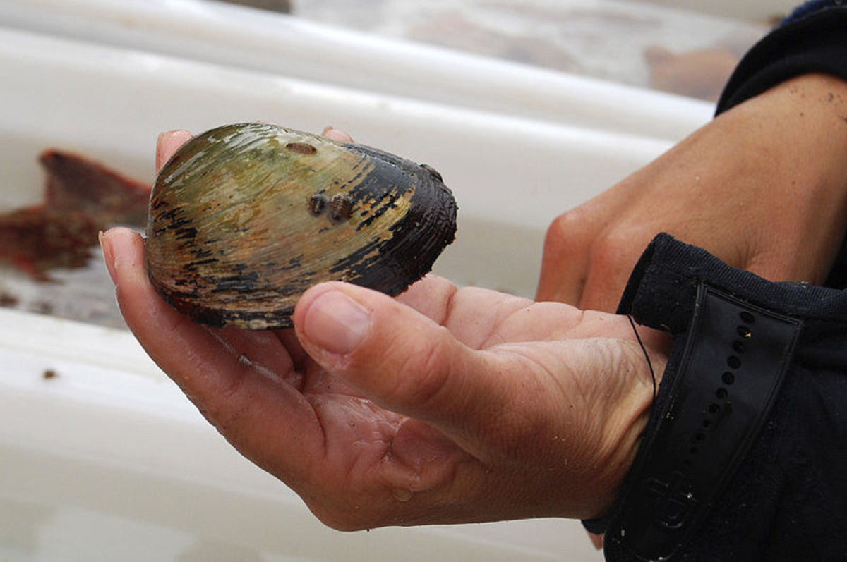 Though not the famous Ming itself, this is the same species of shellfish, the ocean quahog.