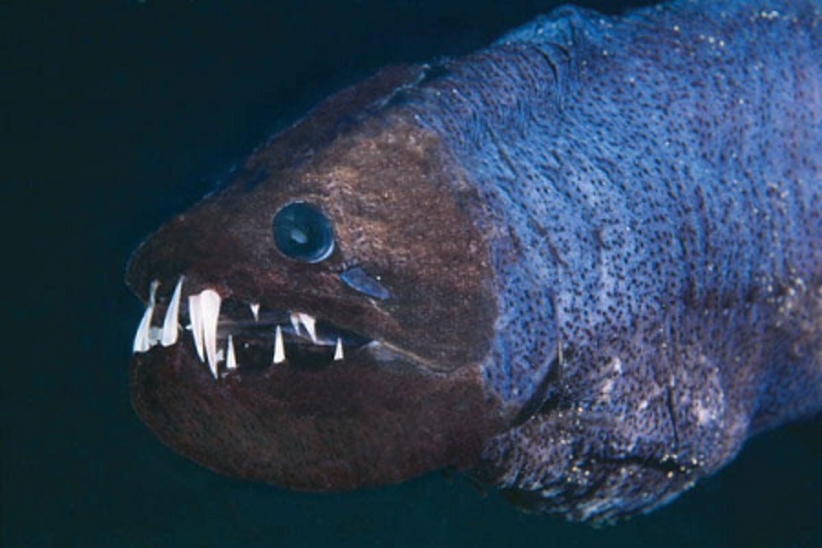 Picture of an obese dragonfish