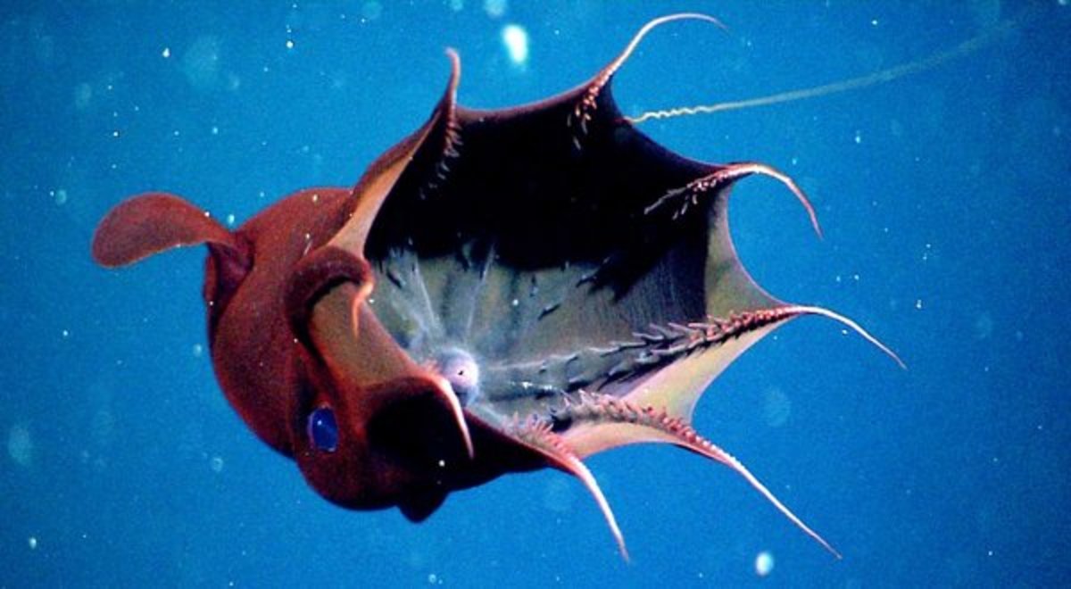 Picture of a vampire squid
