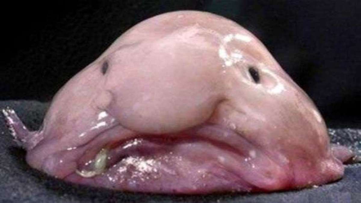 Strange deep sea creatures... the blobfish