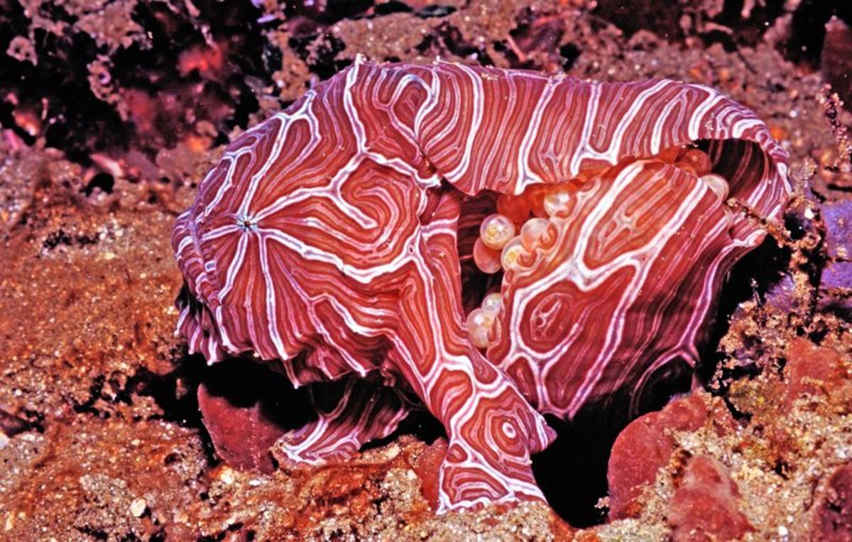 10-weirdest-deep-sea-creatures