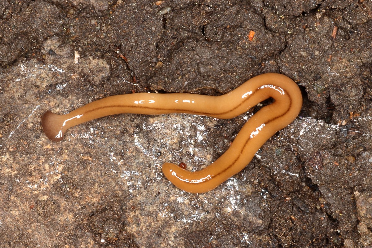 Hammerhead Flatworms Interesting and Unusual Planarians Owlcation