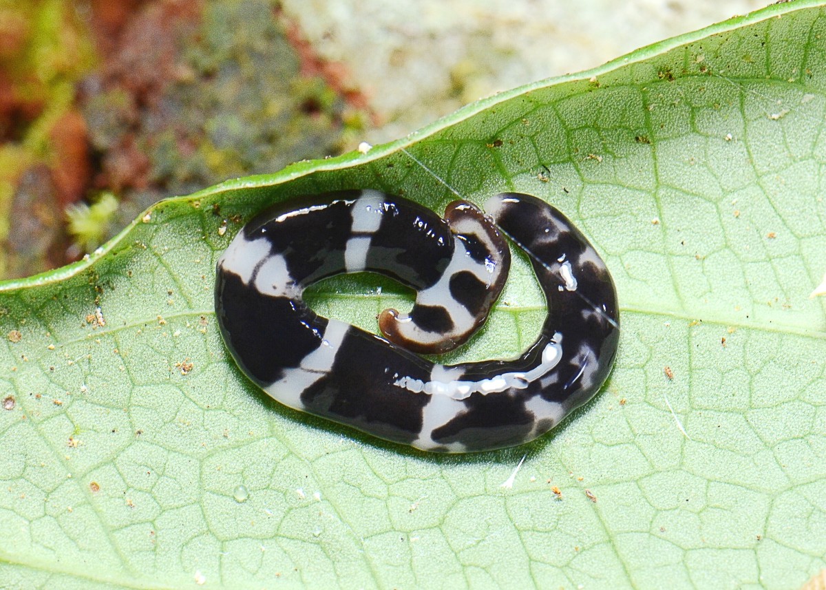 Another hammerhead flatworm