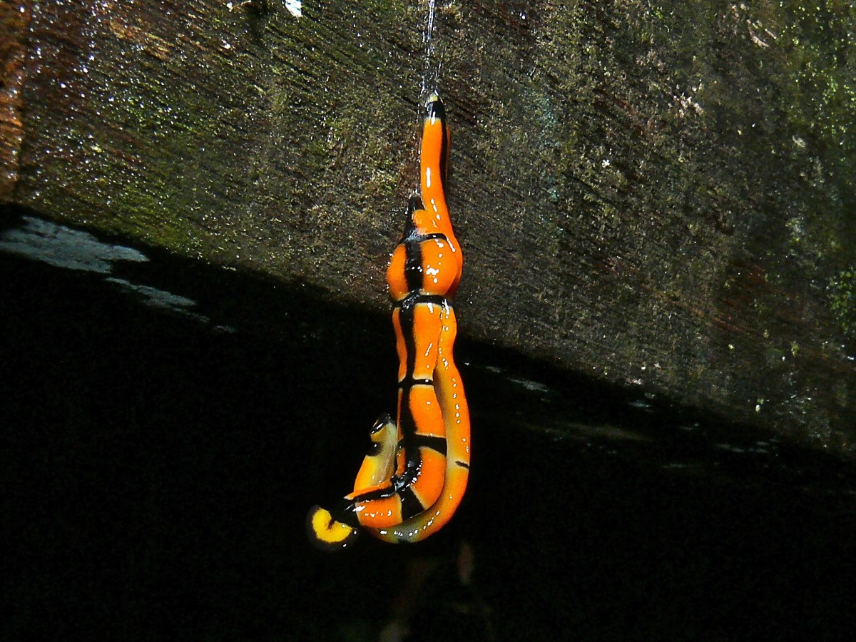 Two land planarians (Bipalium sp.) mating in Malaysia