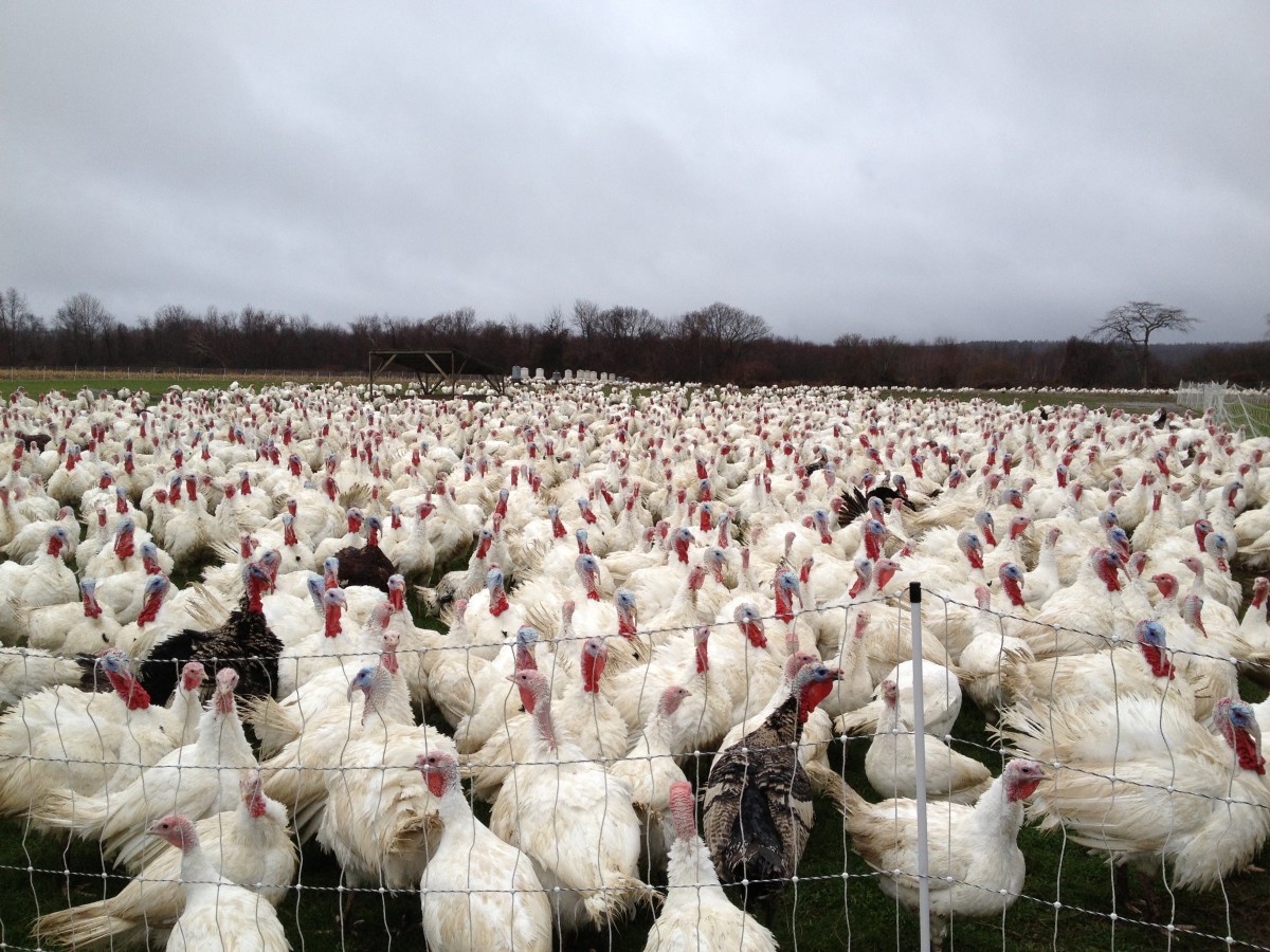 Turkeys endure overcrowding and other unfavorable conditions while alive and suffer yet further during slaughter.