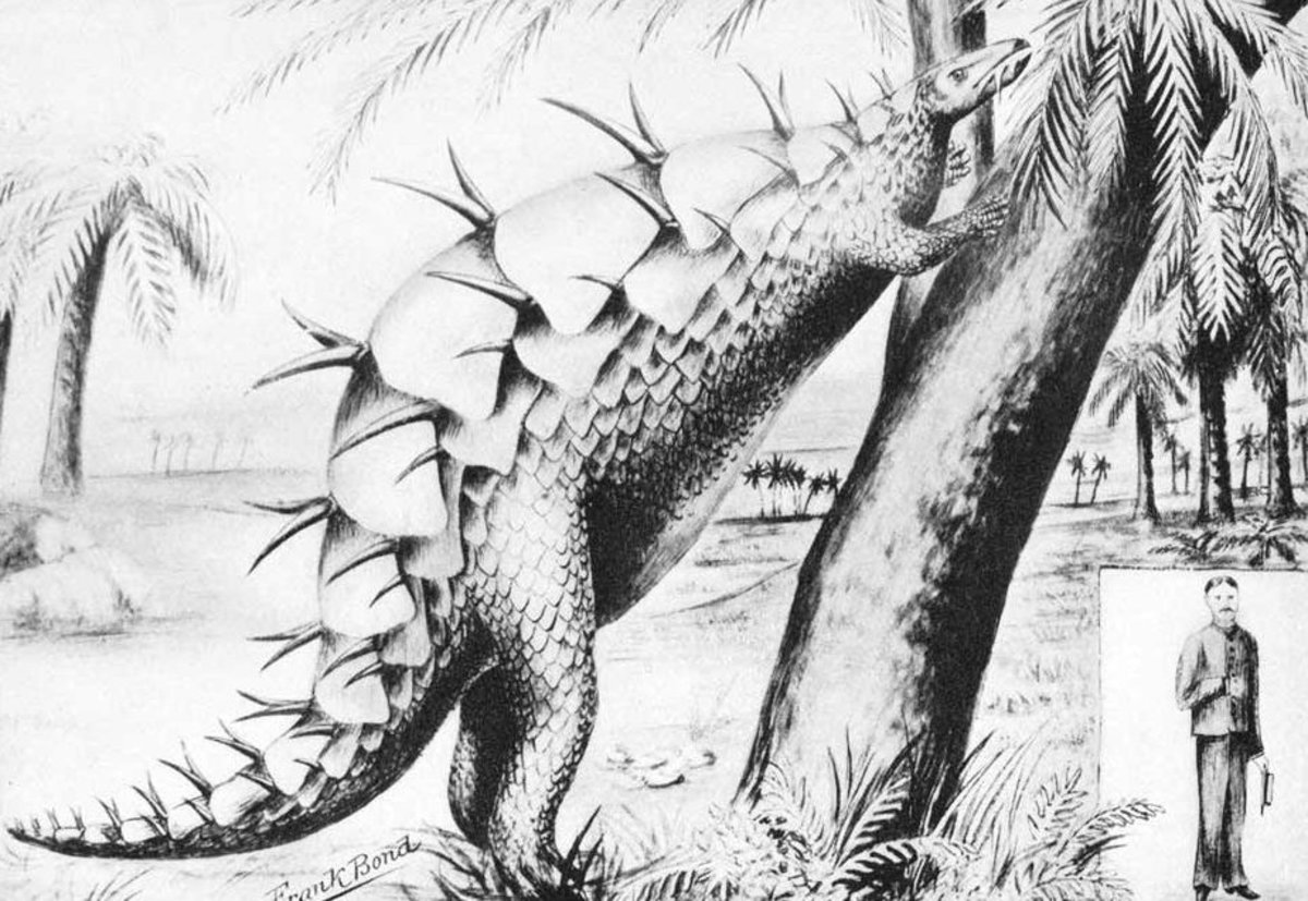 An early restoration of Stegosaurus with plates lying flat along the back. By Frank Bond, drawn under the direction of Professor W.C. Knight, 1899