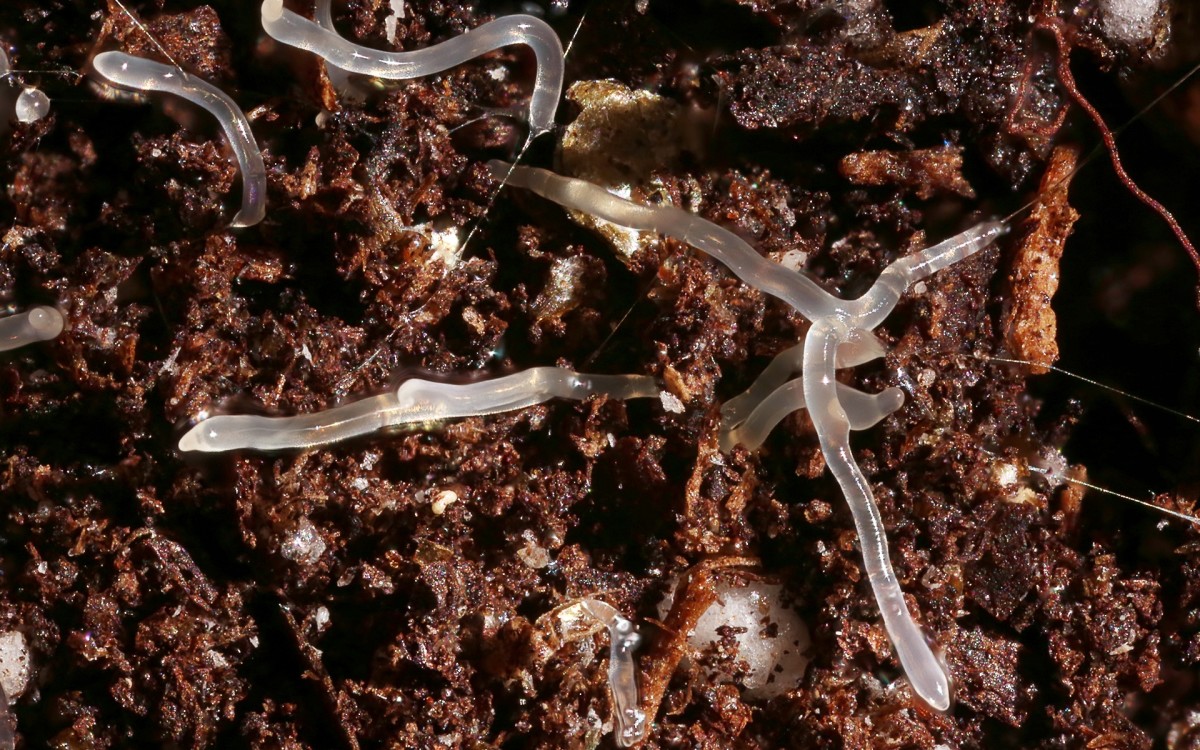Dictyostelium discoideum slugs on soil