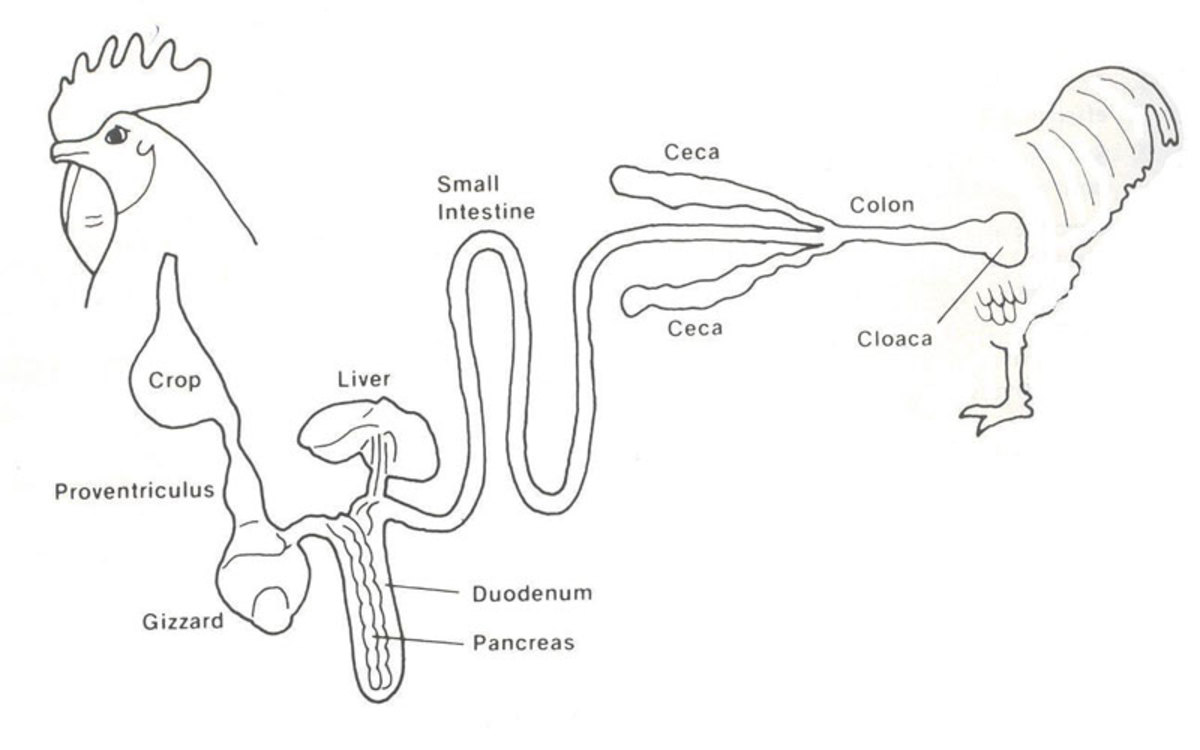 Digestive tract of a bird