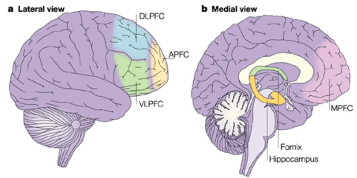Location of the VLPFC in the human brain