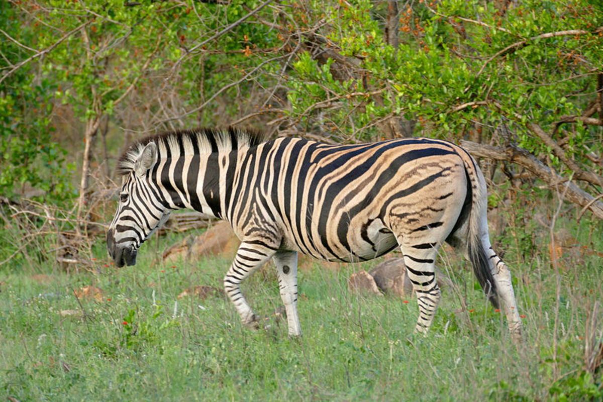 The Remarkable Revival Story of the Extinct Quagga Owlcation