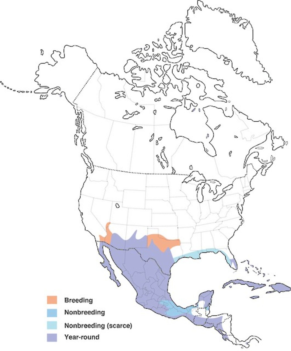 This map shows the distribution of the white-winged dove in the areas of North and Middle America and the western part of the West Indies. 
