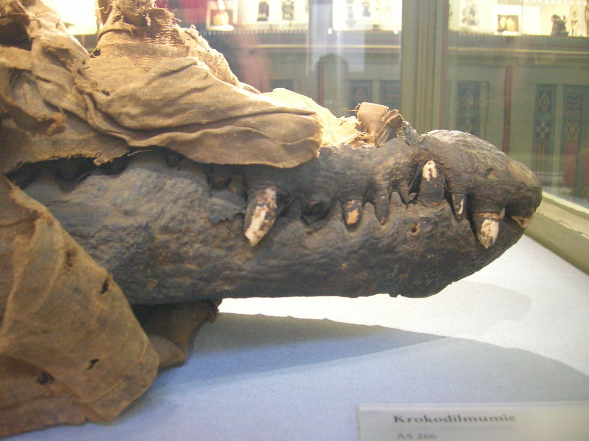 Crocodile mummy from ancient Egypt 