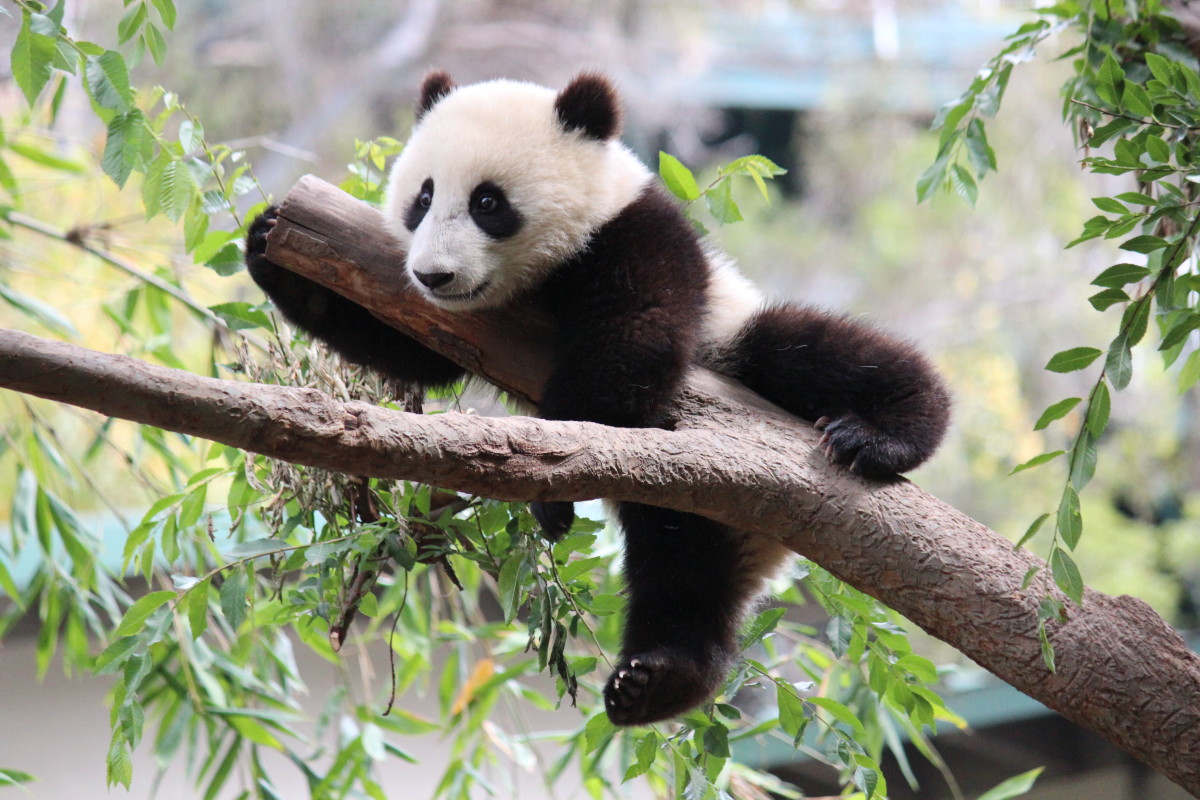 top-10-facts-about-giant-pandas