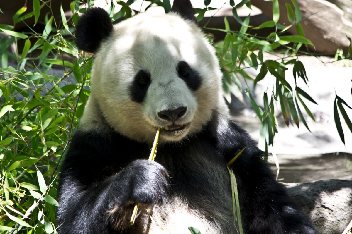 top-10-facts-about-giant-pandas