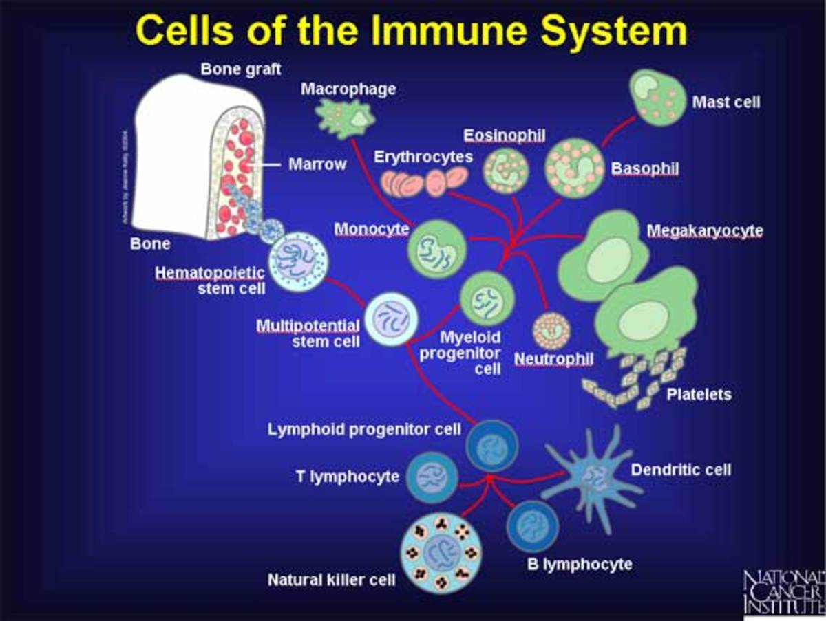 an-intro-to-immunology