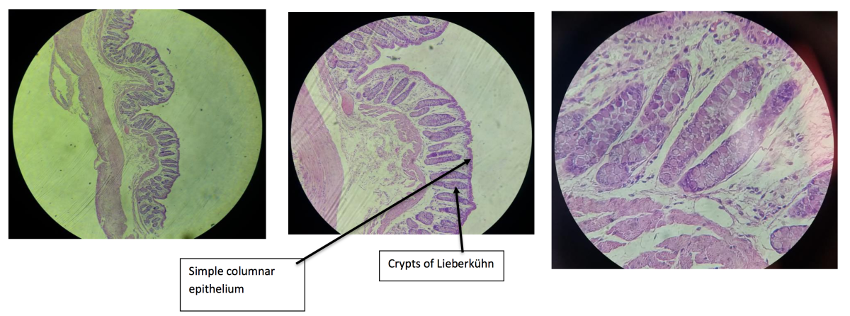 histology-and-anatomy-of-the-digestive-system