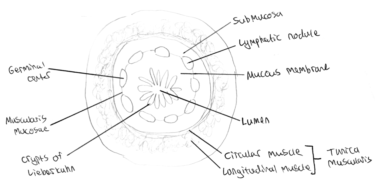 Diagram of the appendix
