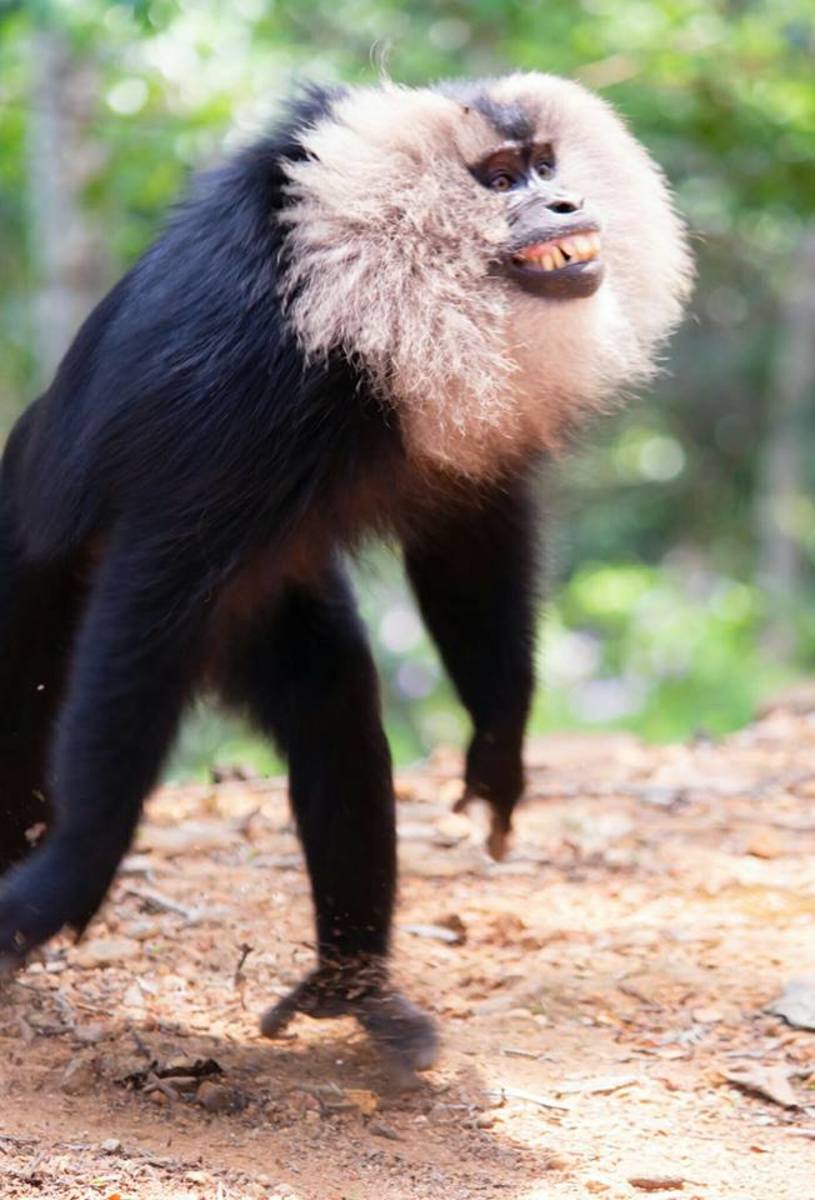 the-endangered-lion-tailed-macaque