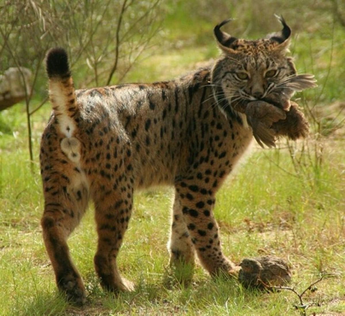 57 Most Endangered Animal Species in the World - Owlcation
