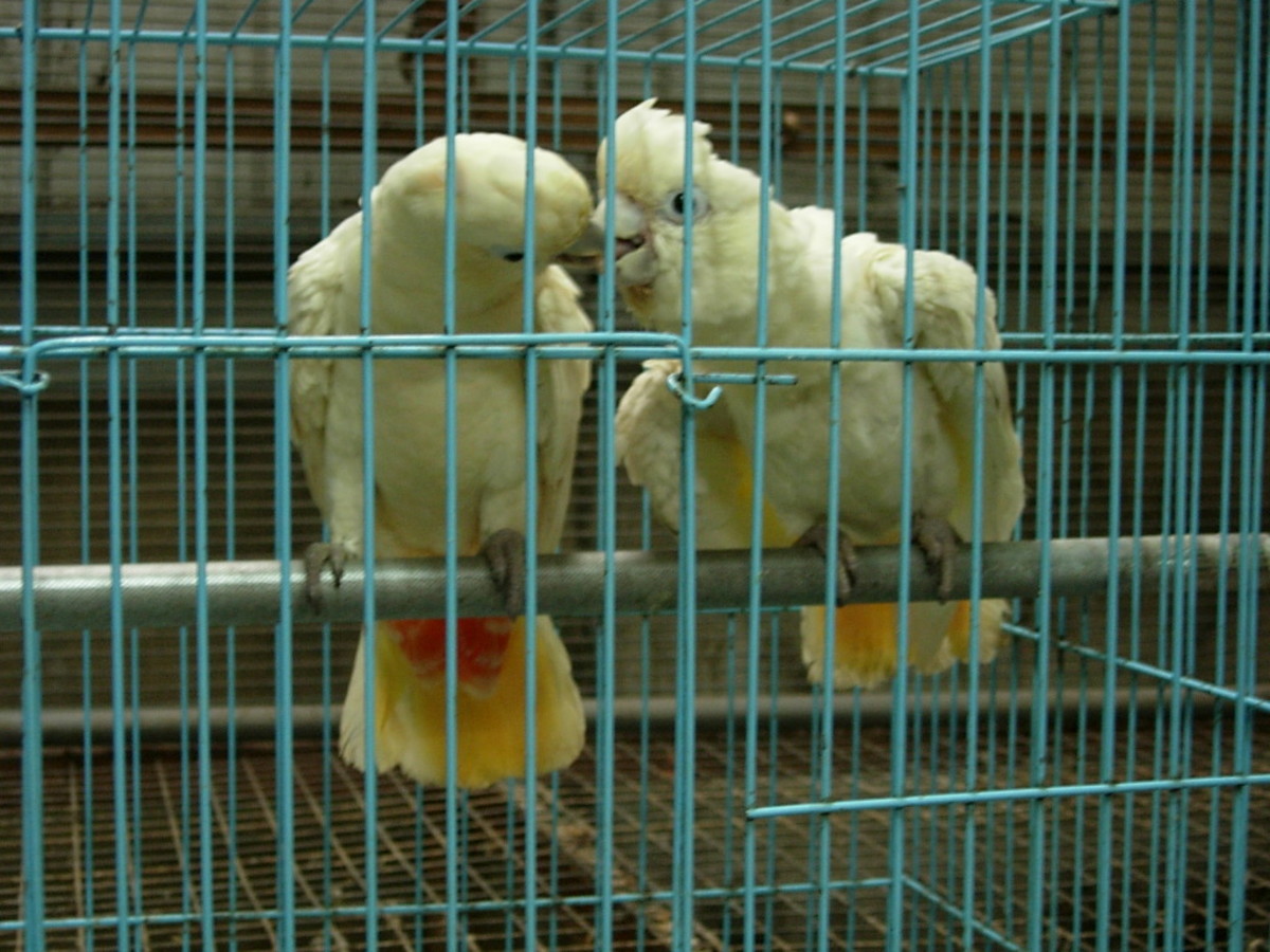 Red-vented cockatoo