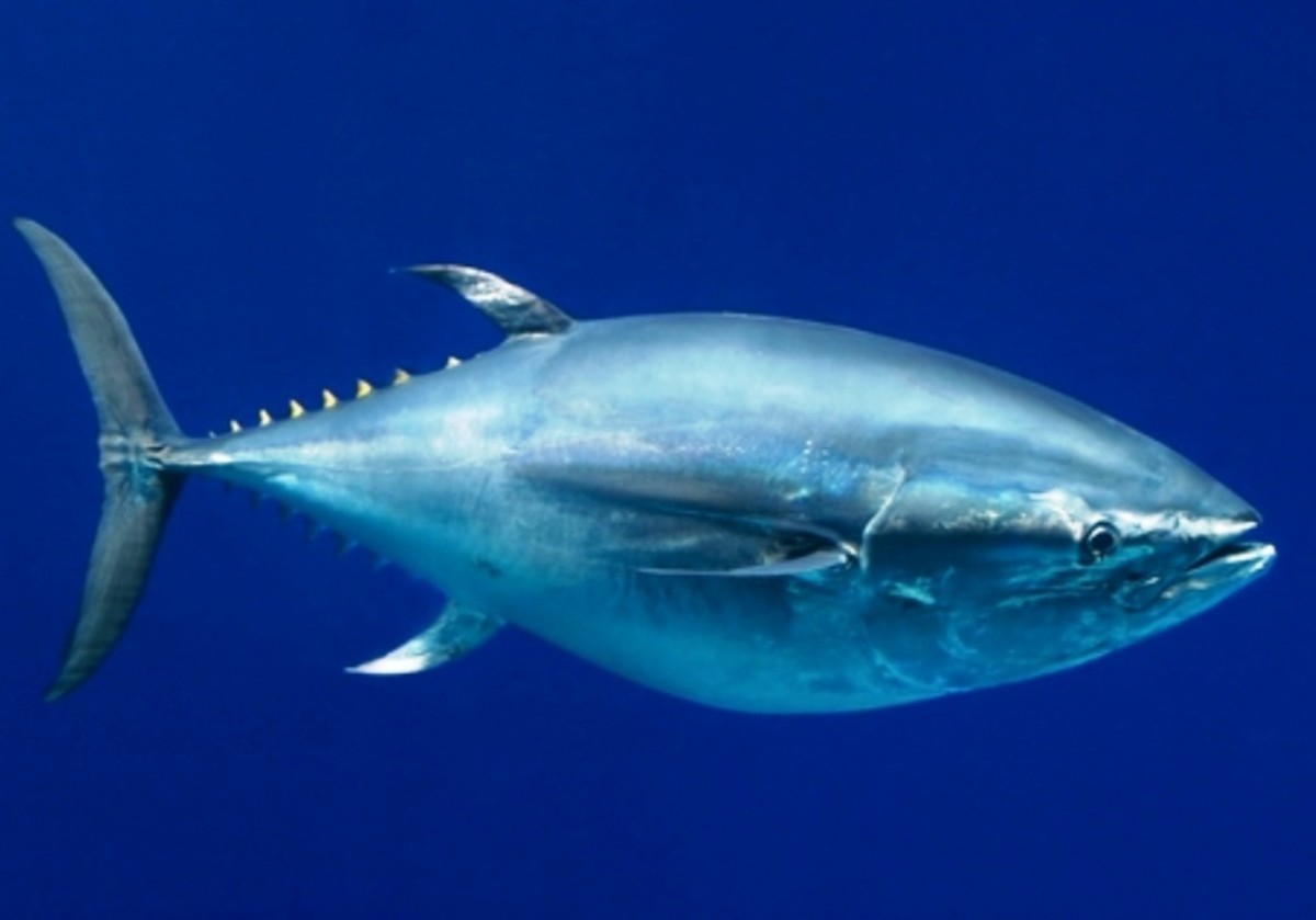 Southern bluefin tuna