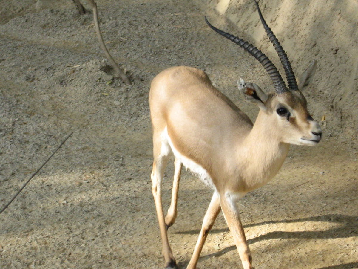 Rhim gazelle 