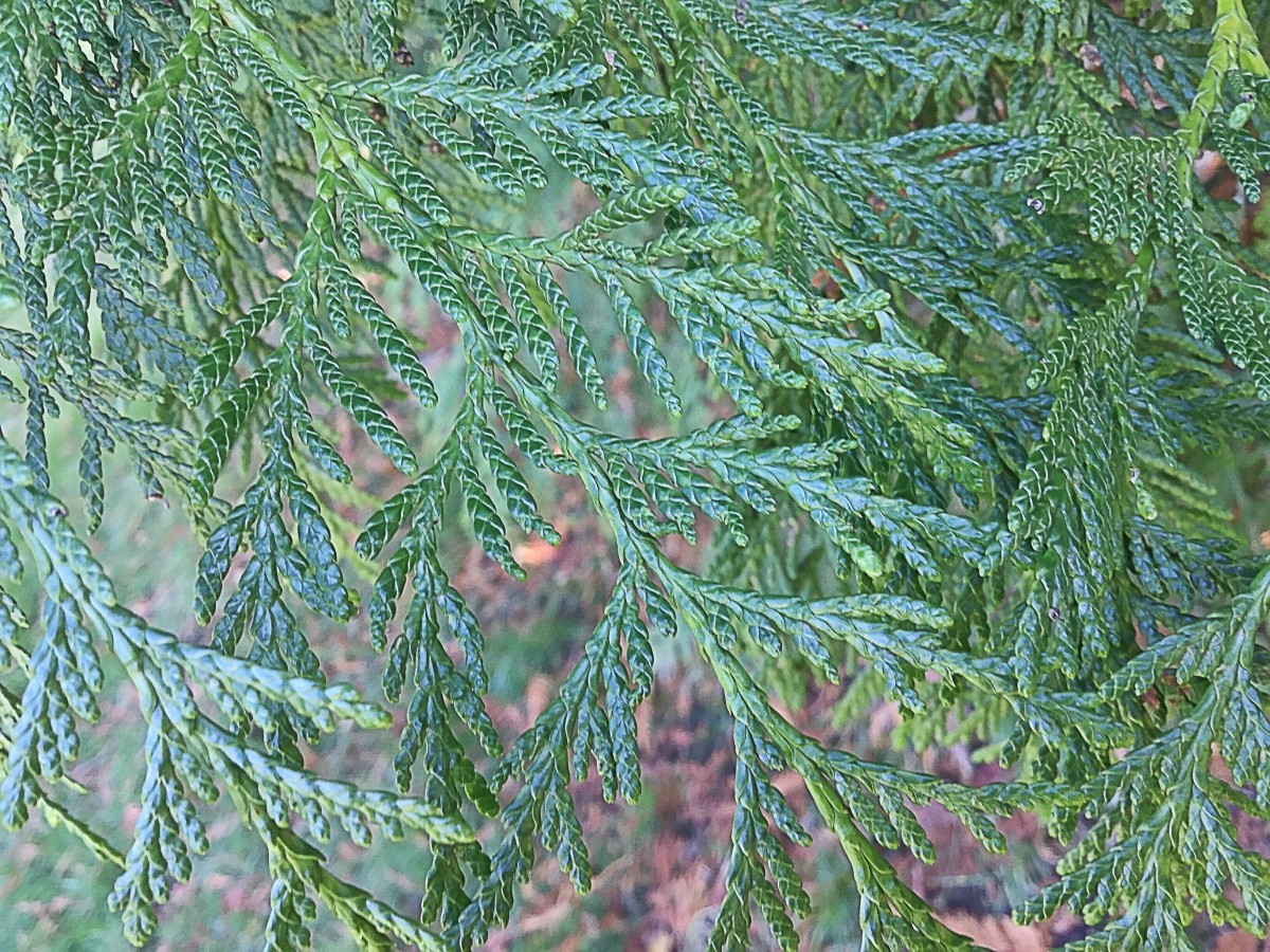 Leaves of the tree