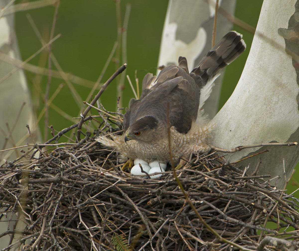 This photograph shows a female Cooper's hawk incubating her four eggs.  While she handles the incubation, her mate brings her food.  The eggs will hatch after about five weeks.