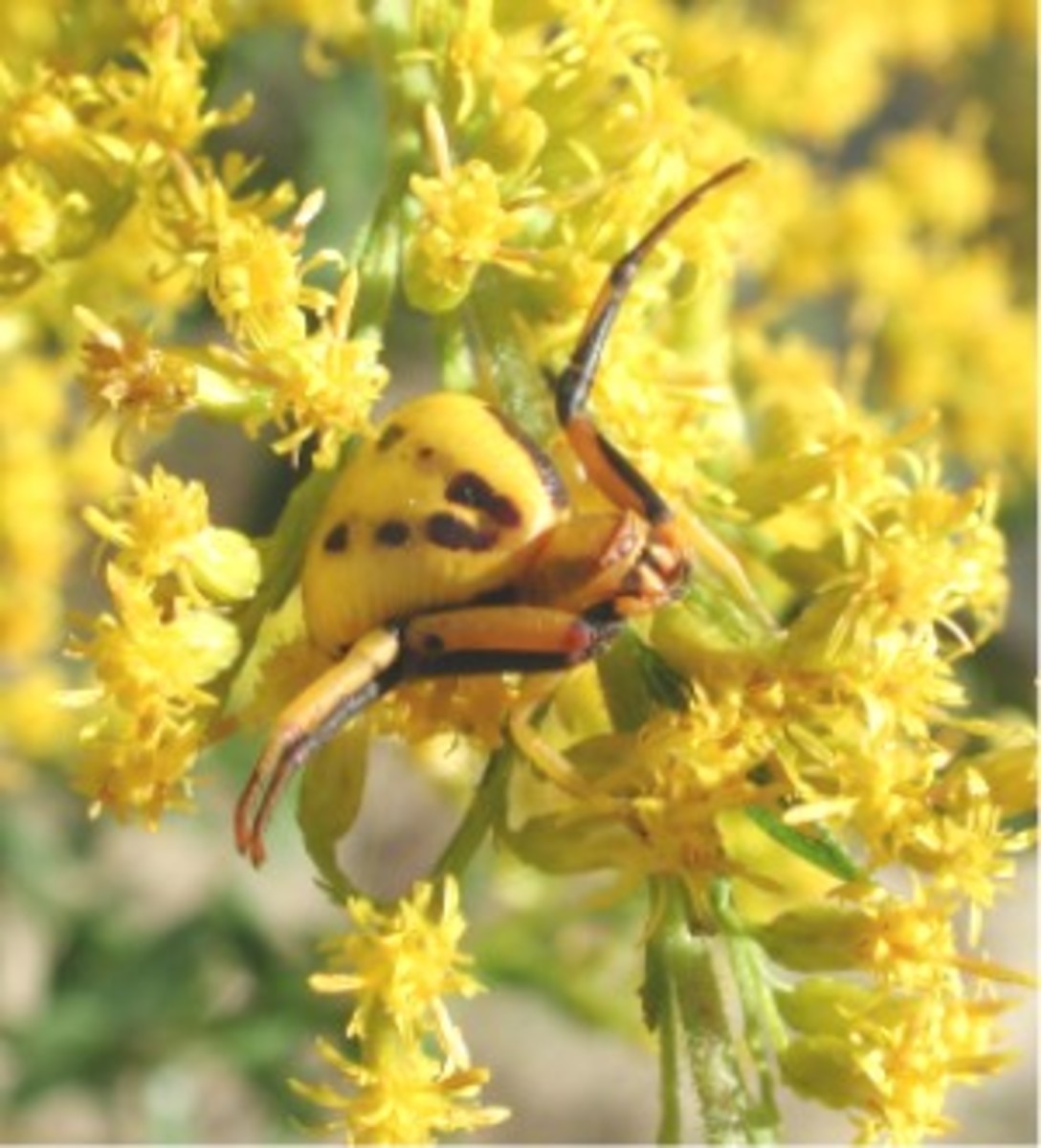 The goldenrod crab spider predominantly lives on goldenrod and milkwort. Clambering over the flowers distributes the pollen and they also eat the pollen as high energy food.