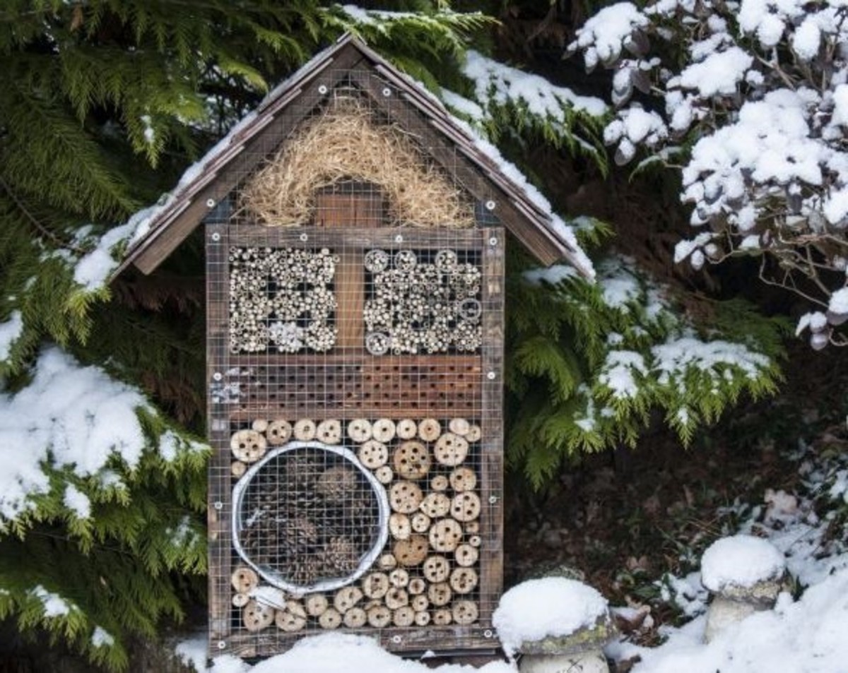 How Do Insects Survive Winter? Owlcation