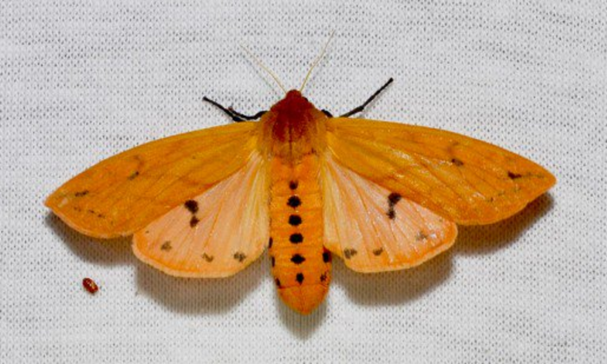 Woolly Bear Moth