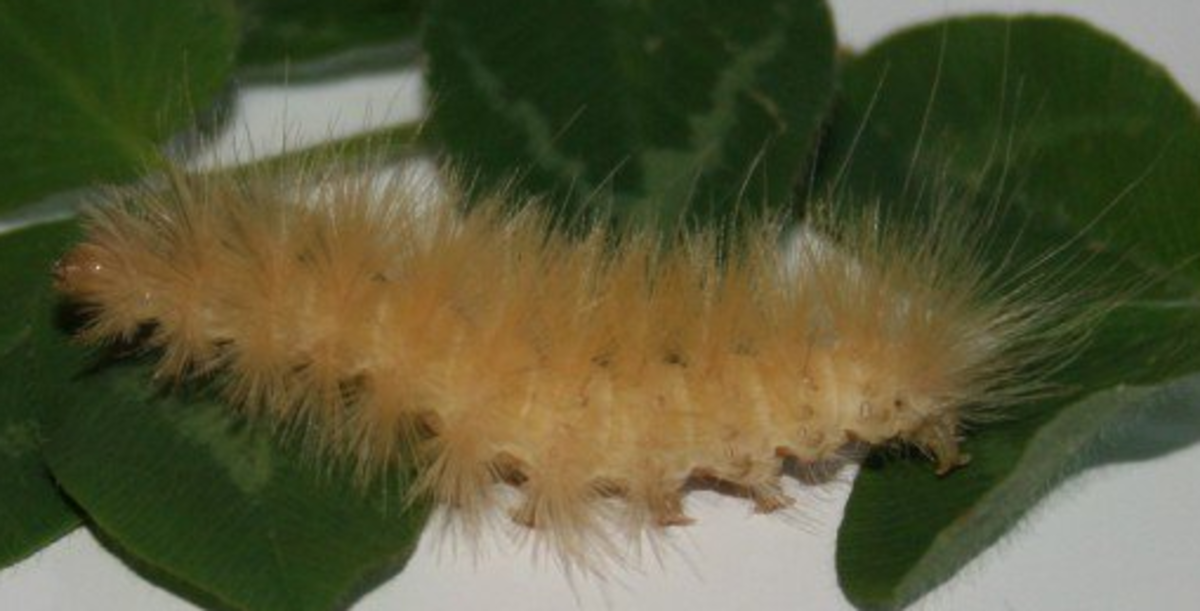 Yellow Woolly Bear Caterpillar