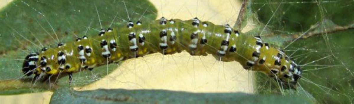 Genista Broom Moth Caterpillar
