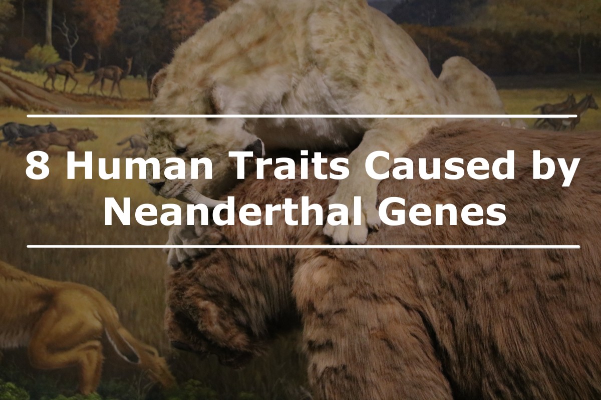 Neanderthal genetic variants have been isolated in modern-day humans, indicating humans intermarried with the ancient population. 