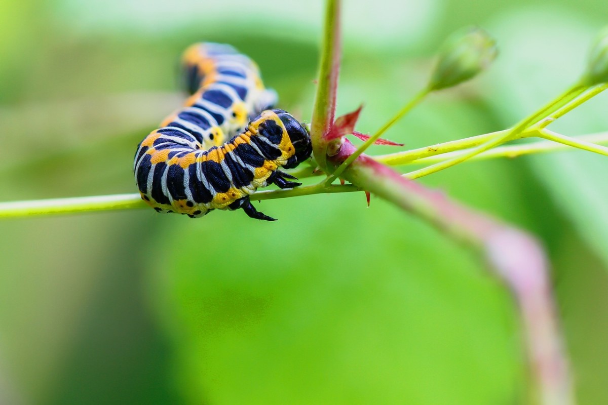 Caterpillar Facts Questions And Answers About Caterpillars Owlcation