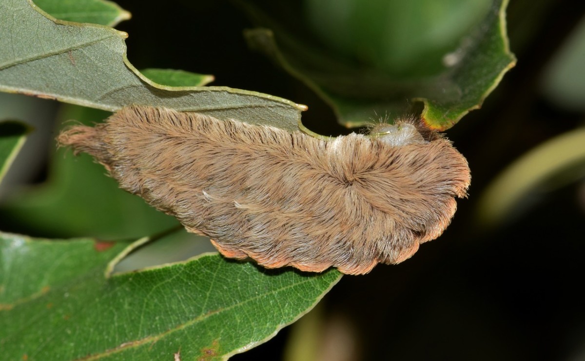 The venomous "asp" caterpillar