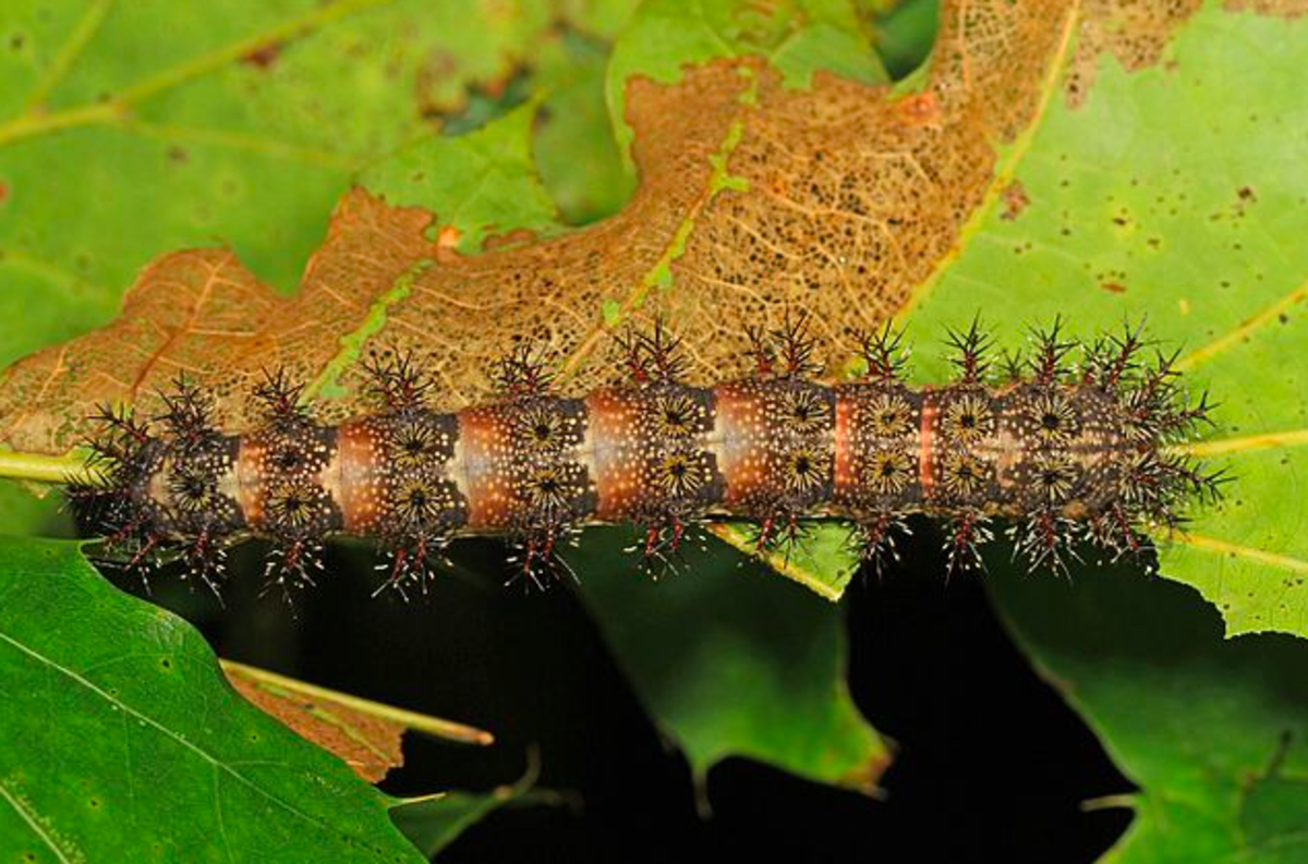 caterpillar-q-and-a