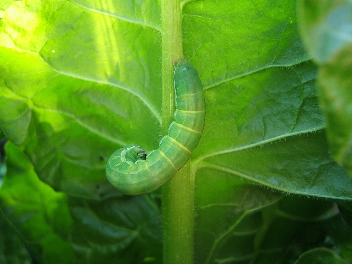 what-do-caterpillars-eat-top-10-things-they-feed-on-usatales