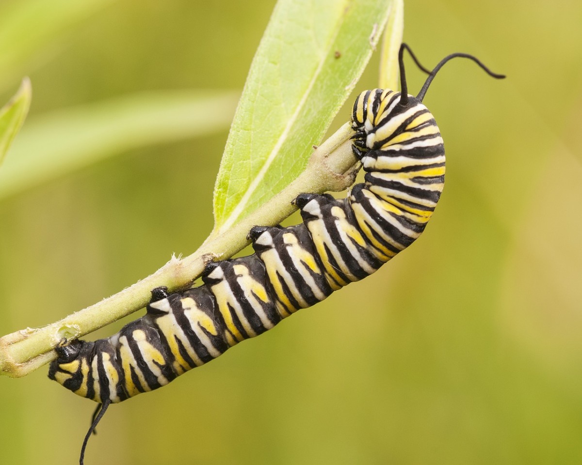 Caterpillar Facts Questions And Answers About Caterpillars Owlcation