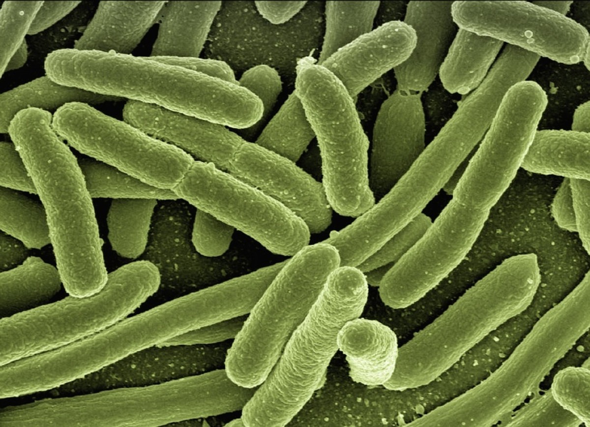 细菌可以有不同的形状和大小。这些是棒状的。