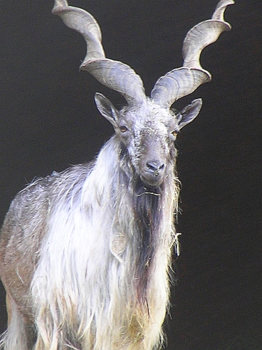 Top 10 Facts About Markhors