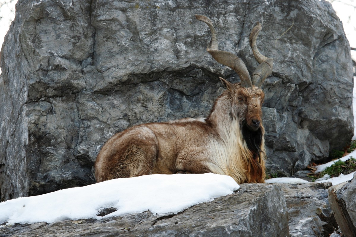 STORY OF MARKHOR