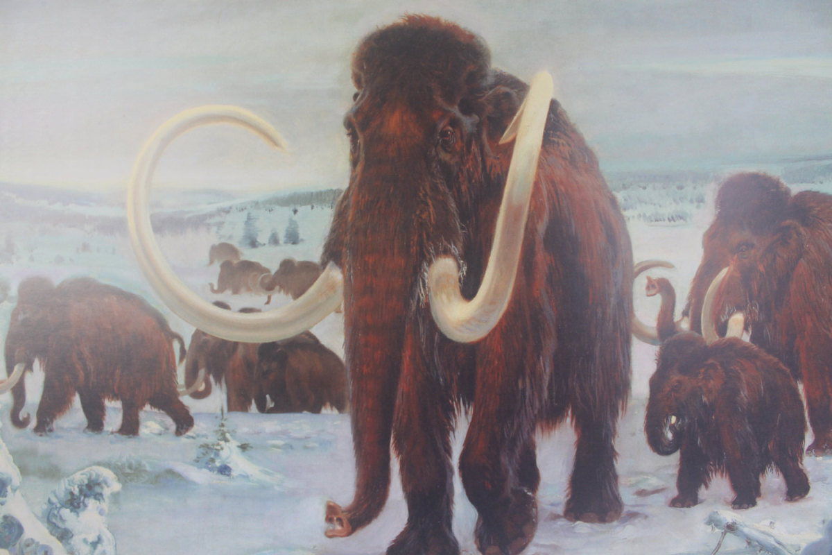 Woolly mammoths wandered the earth for what seems 240,000 years, but they became extinct 10,000 years ago, according to scientists (although debatable now.) A full-grown one would weigh over 6 tons and be the same size as an African elephant.