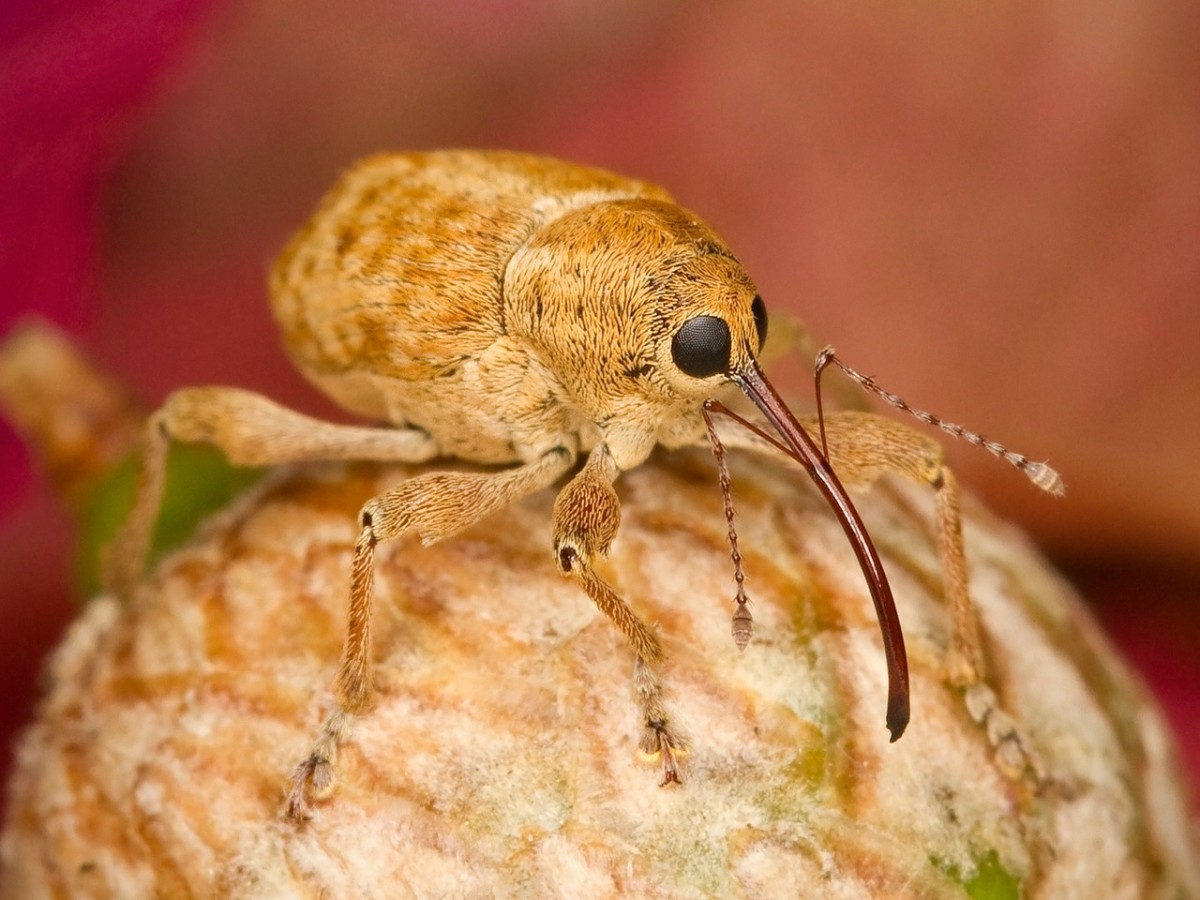 Filbert weevil showing characteristic "snout"
