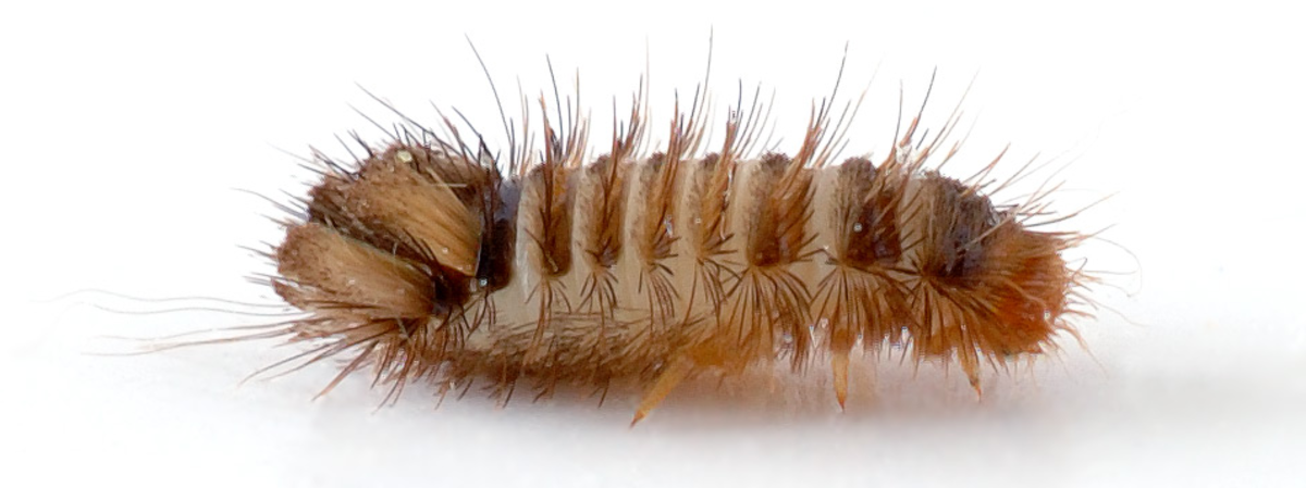 The super-destructive larva of the carpet beetle