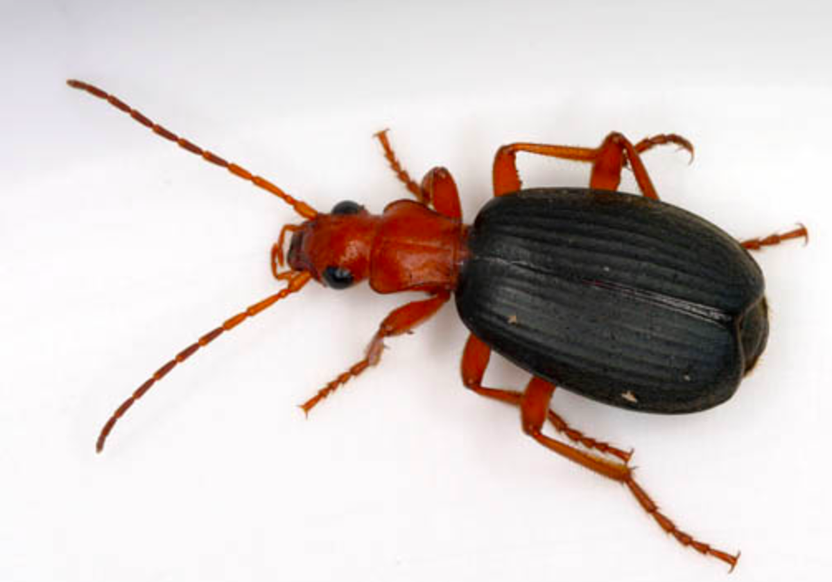 Bombadier Beetle