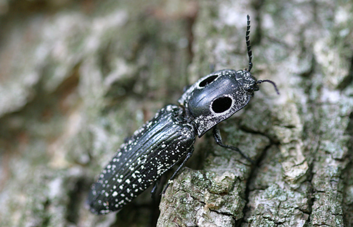 Common Beetles Identification And Guide With Photos Owlcation